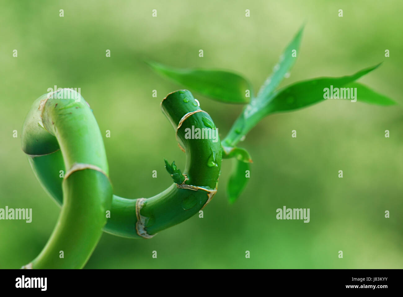 Il bambù la meditazione zen spa wellness impianto macro close-up di ammissione macro close Foto Stock