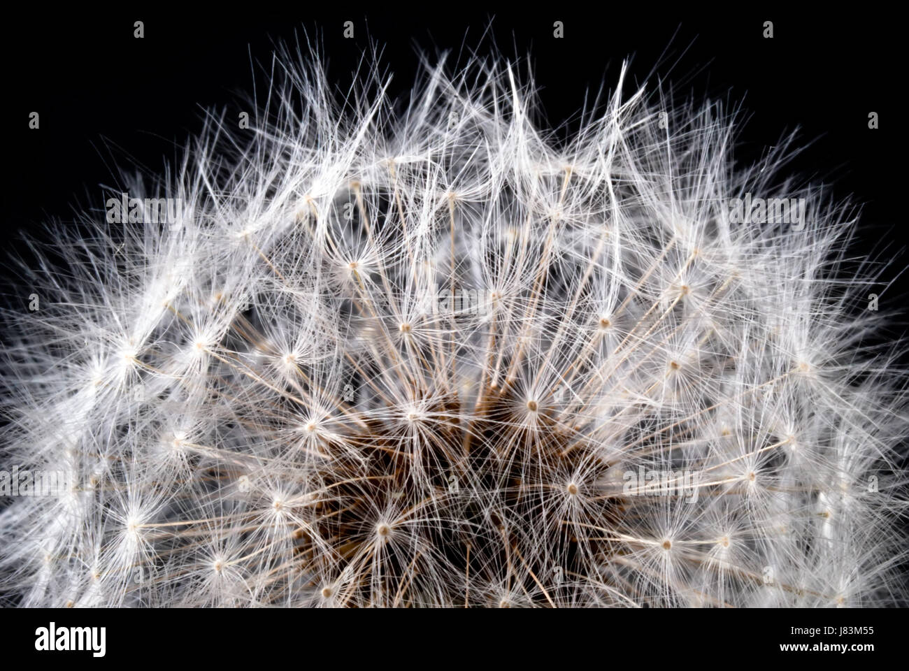 Piante e fiori bloom blossom fiorire fiorente swarthy nero profondo jetblack Foto Stock