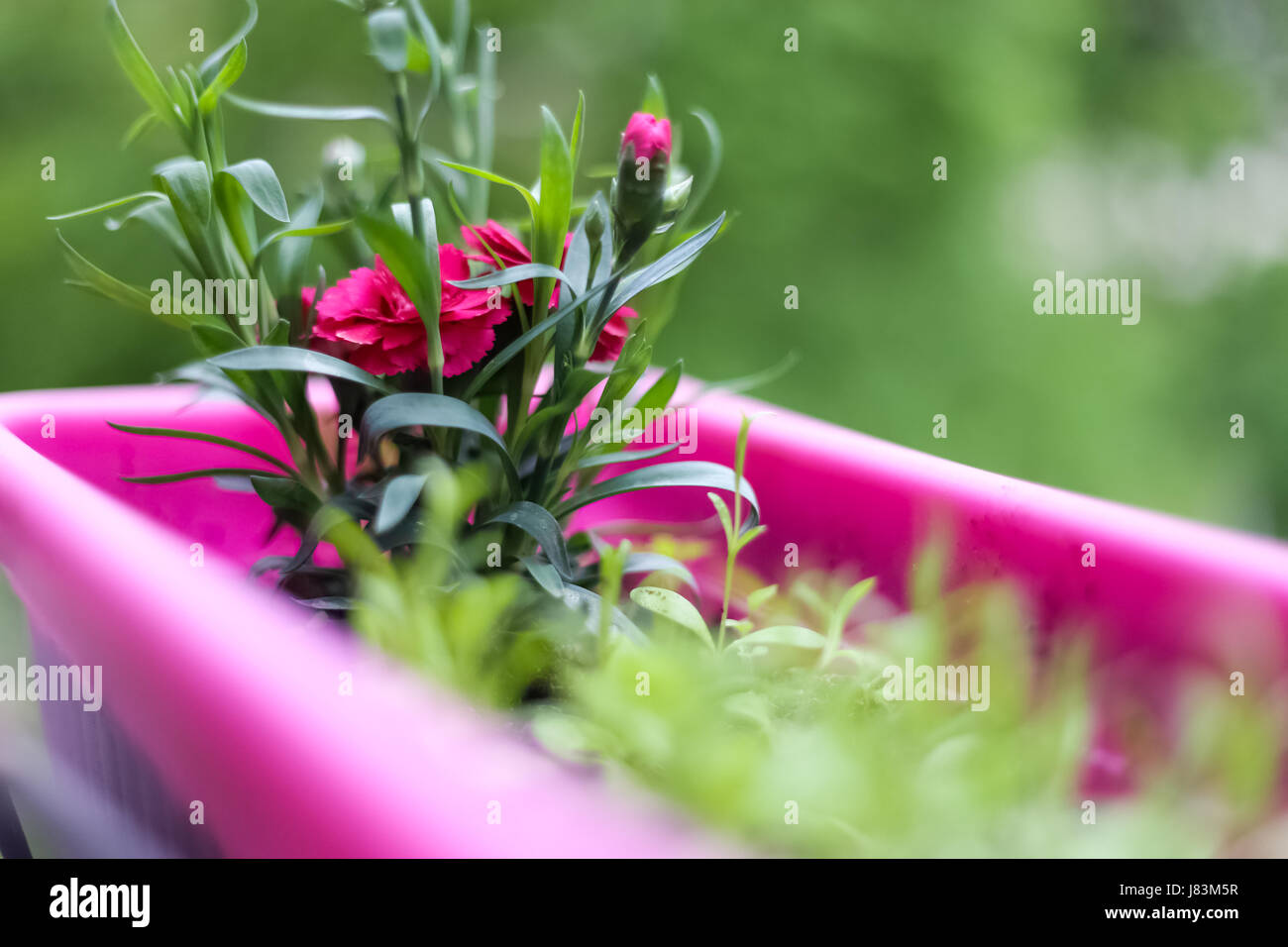 Un bel giorno di primavera, i fiori sbocciano, fiori di colore rosa, rosa fioriere, buon odore, trasuda bellezza Foto Stock