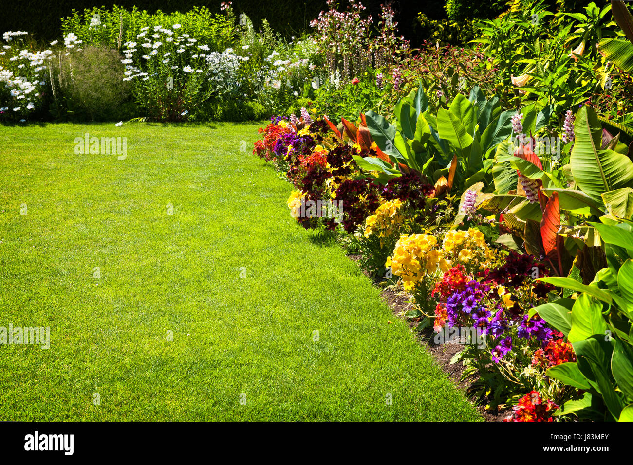 Giardino fiore fiori piante coltivate da giardinaggio prato colorato luminoso verde Foto Stock