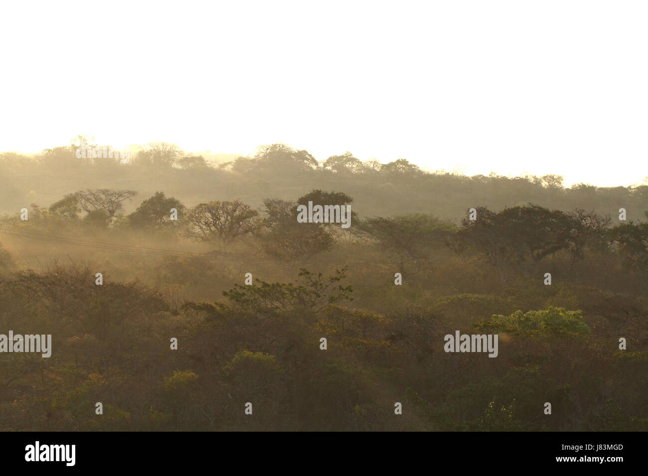 Foresta messicana Alba nella provincia di Oaxaca Mexiko Foto Stock