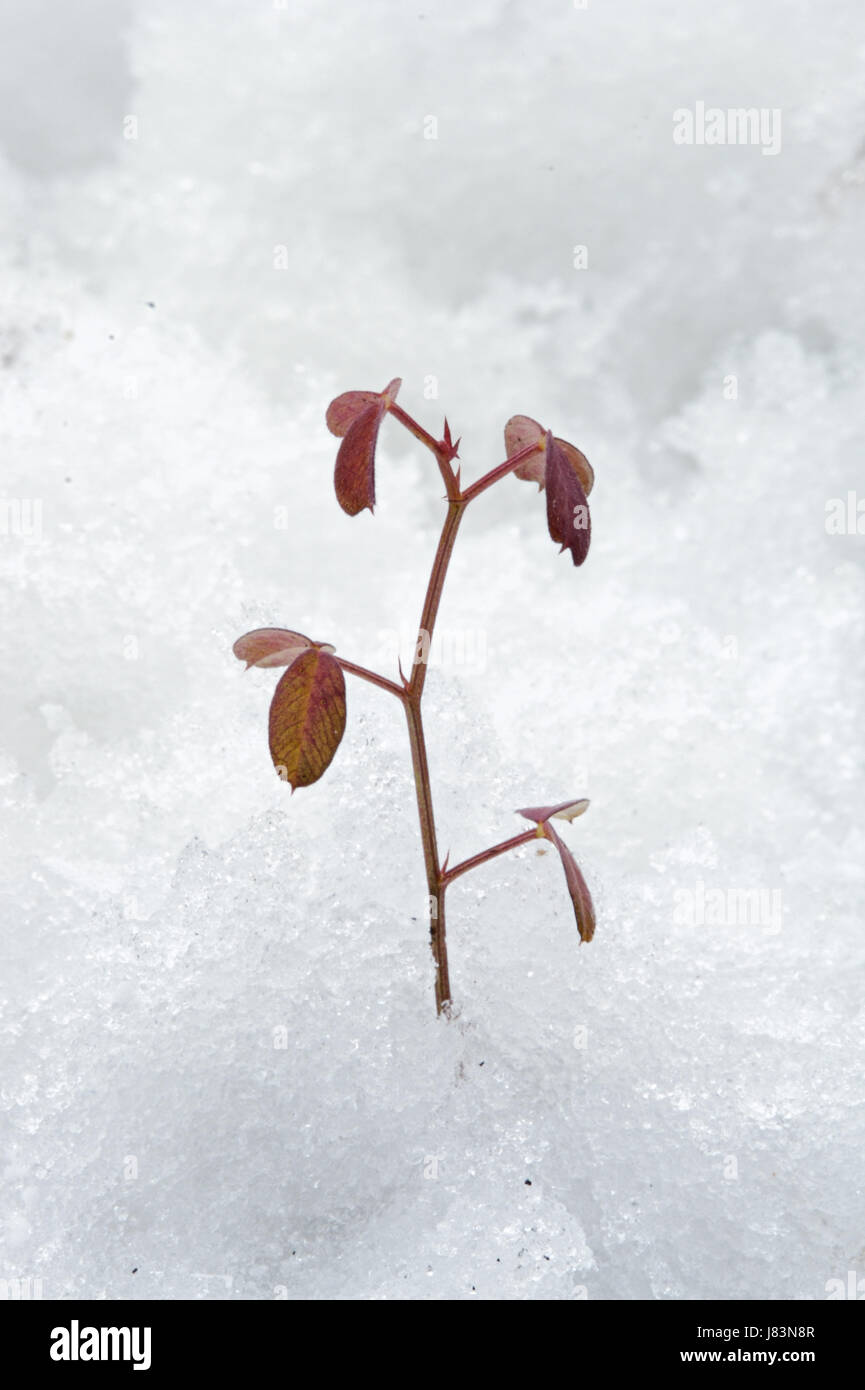 Unico albero isolato freddo inverno Neve coke materiale cocaina farmaco anestetico Foto Stock