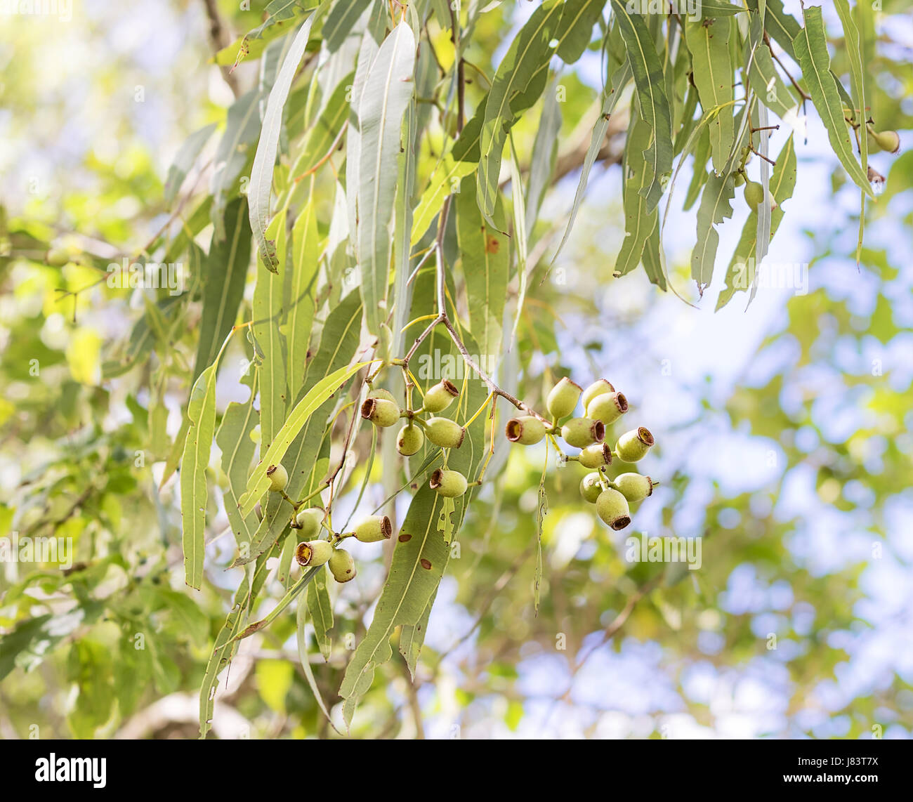 Il verde delle foglie e gumnuts australiano di eucalipto crescente nella boccola Foto Stock