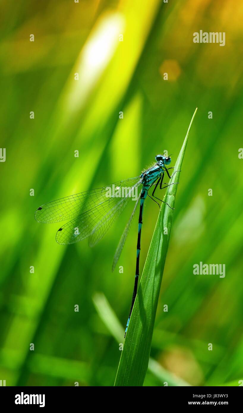 Profilo di occhi di insetto ala molla corpo libellula le gambe di profilo macro close-up Foto Stock