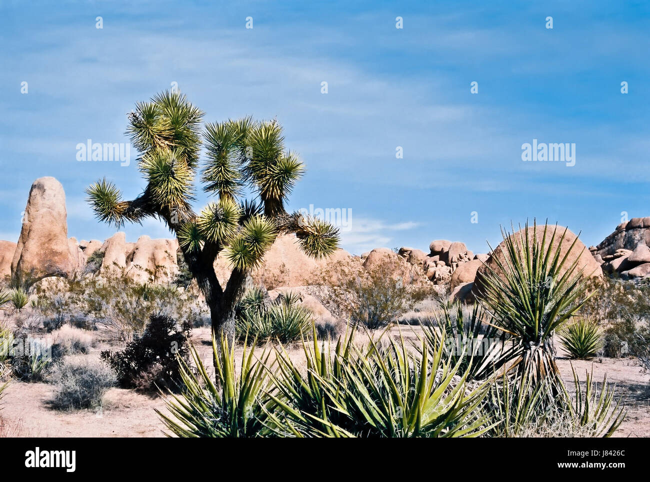 Abbandonare andare lontano partono scomparire fuga beauteously bellissimo albero di nizza Foto Stock