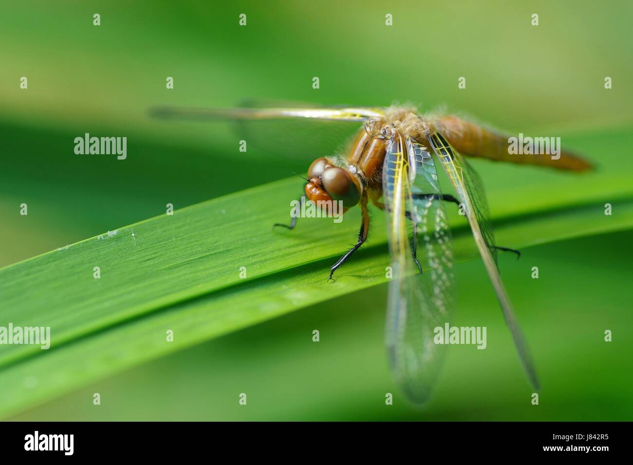 Profilo di occhi di insetto ala molla corpo libellula le gambe di profilo macro close-up Foto Stock