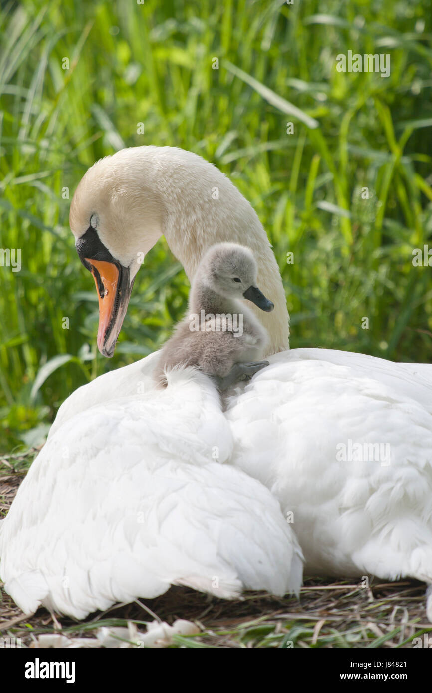 Pulcino swan patronizes recuperati cuscini cigno bianco caucasico europeo affetto Foto Stock