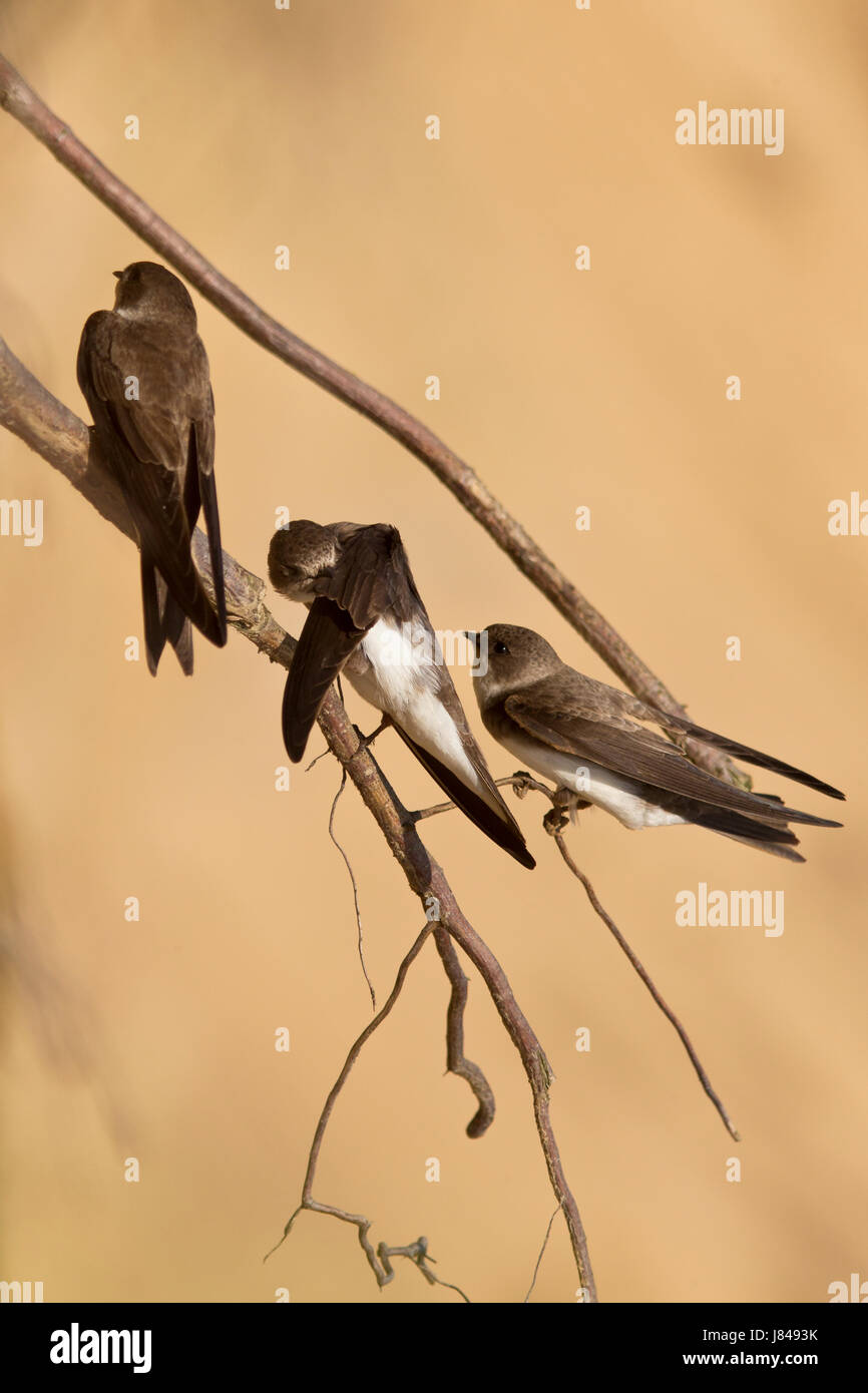 Animali uccelli Uccelli rondine verticale degli animali al di fuori dell'Europa rondine verticale Foto Stock