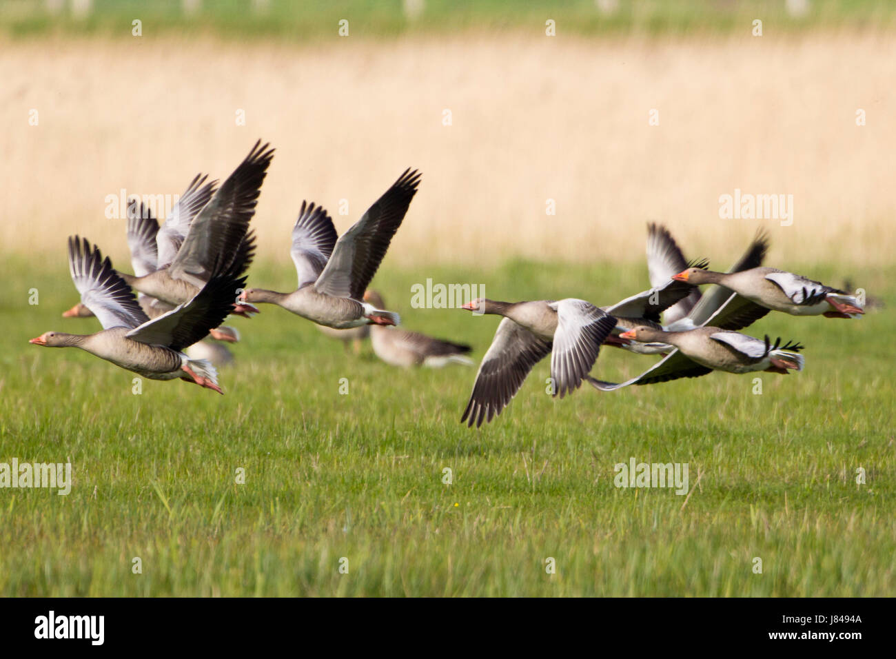 Animale al di fuori di oche sciame scuola giorno d'oca natura alcuni più di un paio di volo Foto Stock