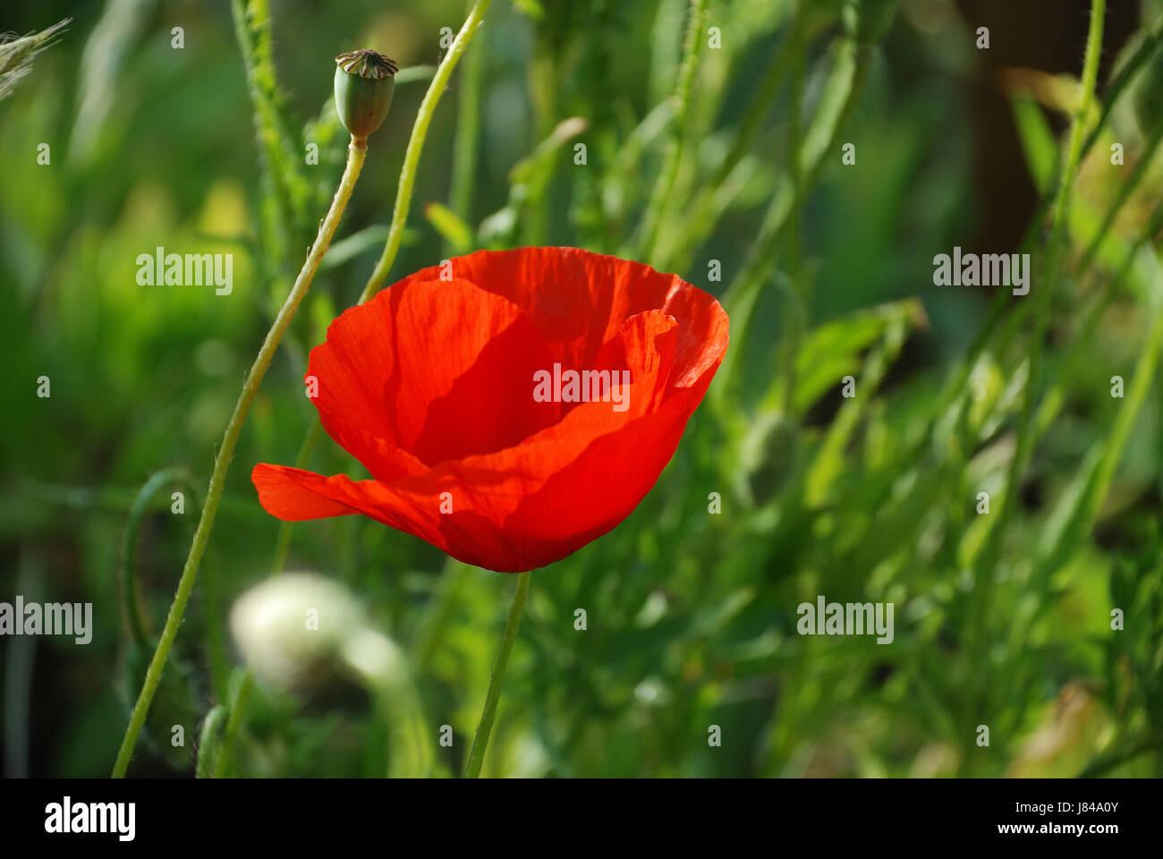 Giardino di piante e fiori papaveri papavero piante fioriscono blossom fiorire fiorente Foto Stock