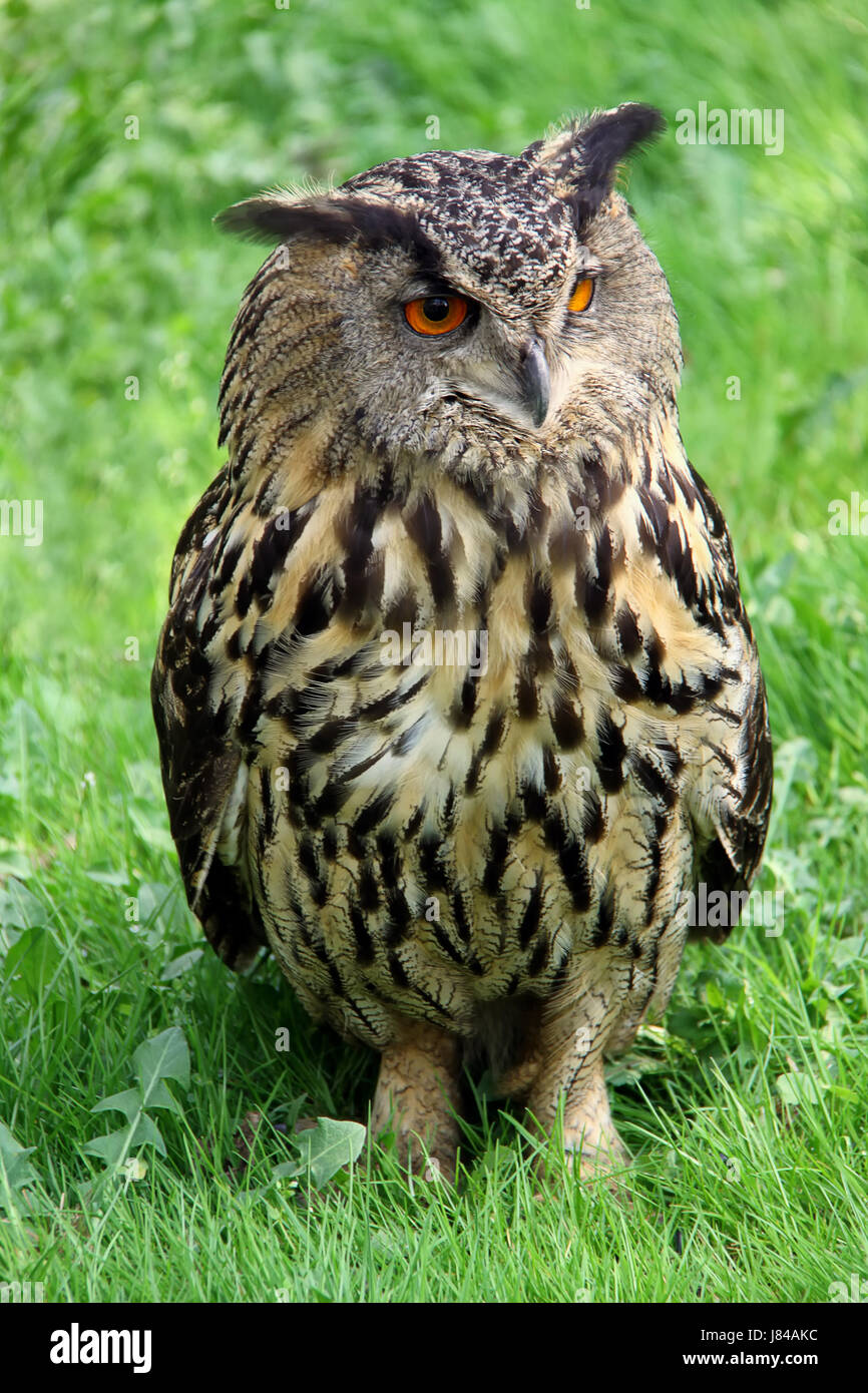 Gufo di Aquila Foto Stock