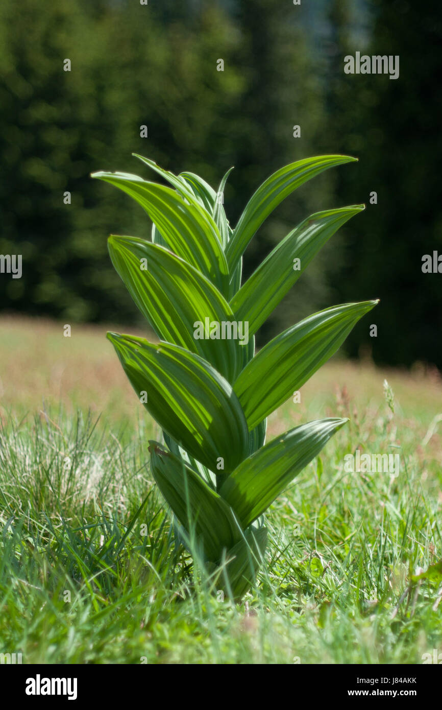 Piante e fiori alpini botanica di piante e fiori foglie verde della flora botanica al di fuori di rare Foto Stock