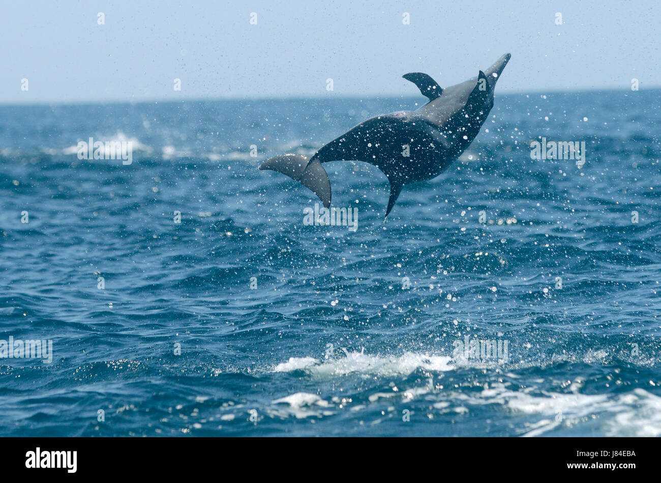 Un spinner (Delfino Stenella longirostris) salta da l'oceano del Costa Rica della penisola di Osa. Foto Stock