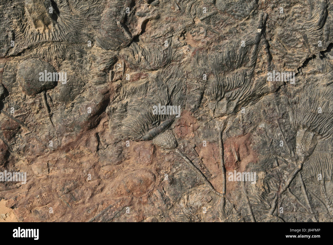 Il Marocco fossili bramma fossilizations echinodermi stone pietrificate fossili del Marocco Foto Stock