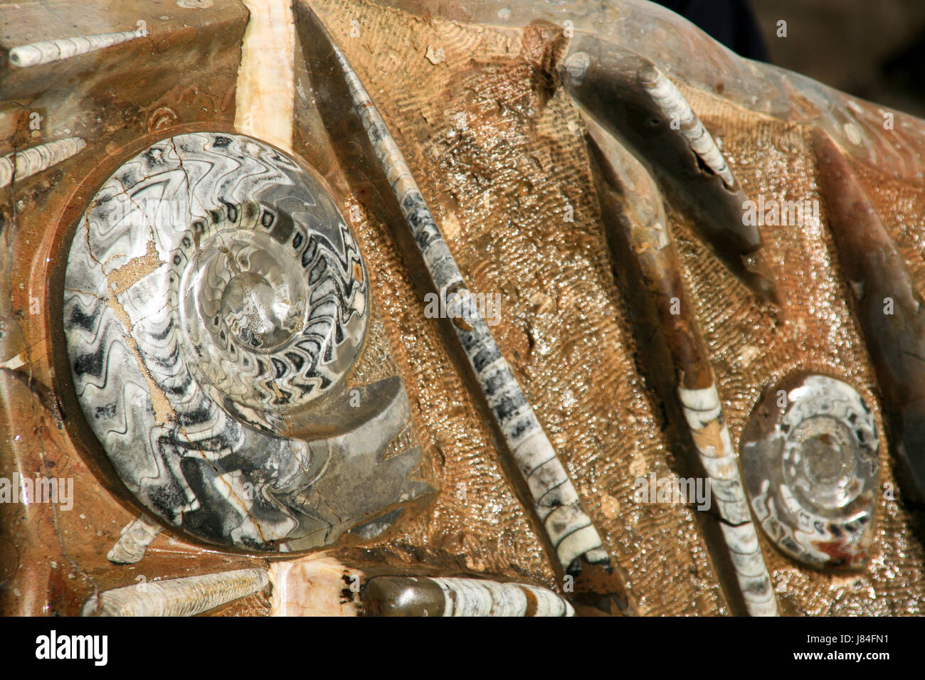 Fossili pietrificato lastra di pietra marocco pietrificate fossili morti su lastra Foto Stock