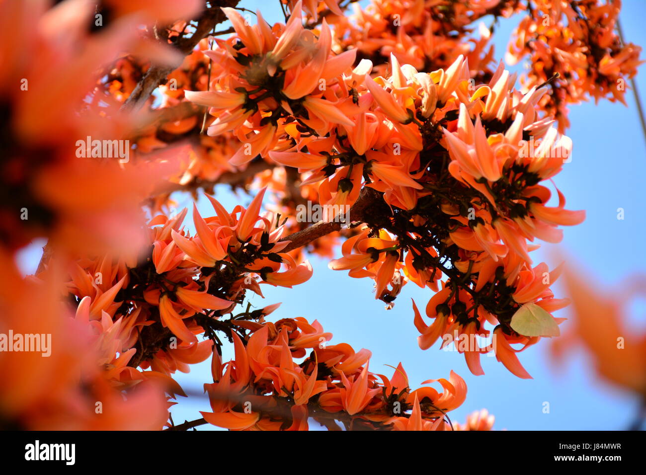 Fiore rosso sull'albero così bella sotto il cielo al mattino Foto Stock