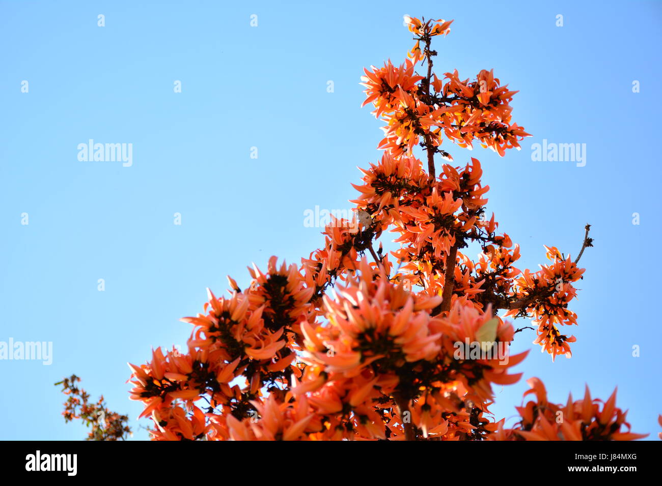 Fiore rosso sull'albero così bella sotto il cielo al mattino Foto Stock