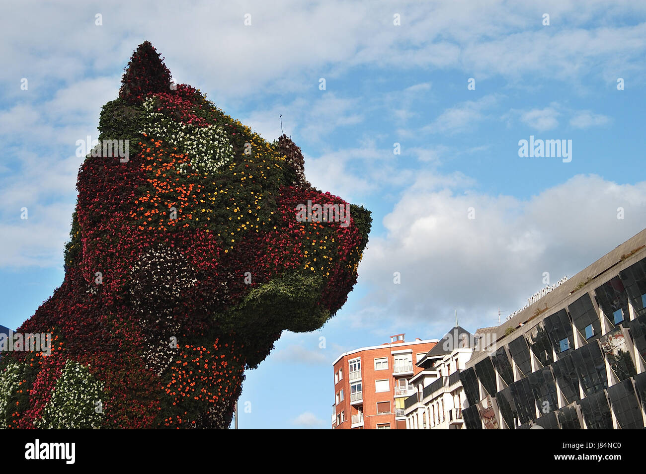 Pooch bilbao Foto Stock