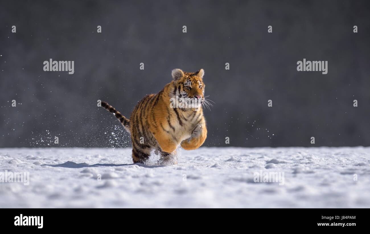 Tigre Siberiana (Panthera tigris altaica), prigionieri in esecuzione nella neve, saltando, Moravia Repubblica Ceca Foto Stock