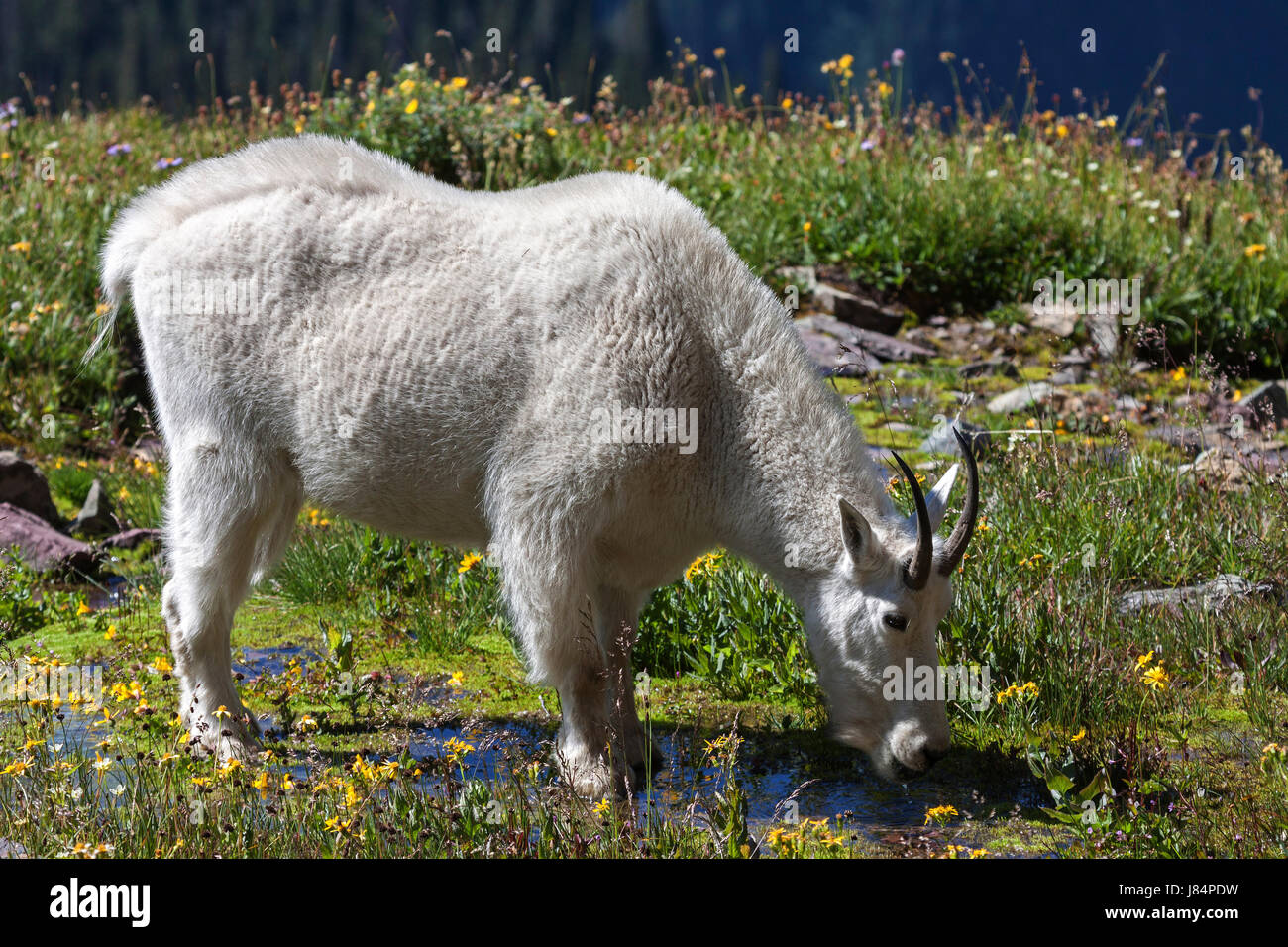 Capre di montagna (Oreamnos americanus) bere, il Parco Nazionale di Glacier, montagne rocciose, Montana, USA Foto Stock