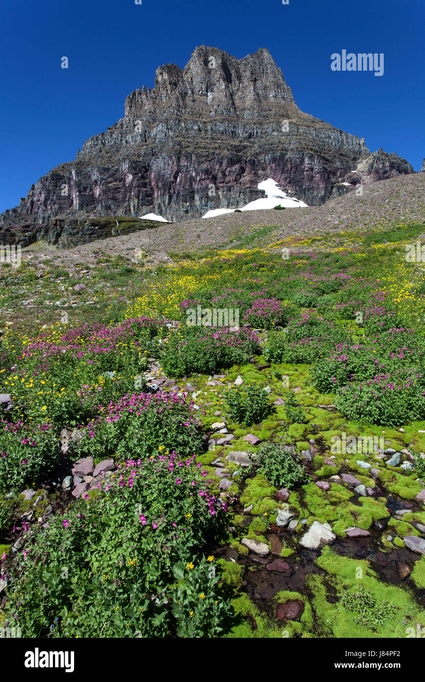 Fioritura a fiori di campo nascosto lago Trail, sul retro Clements Mountain, il Parco Nazionale di Glacier, montagne rocciose, Montana, USA Foto Stock