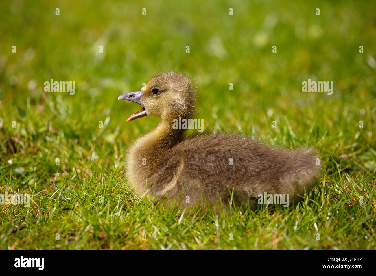 Graylag goose (Anser anser), chick seduta nel prato, Schleswig-Holstein, Germania Foto Stock