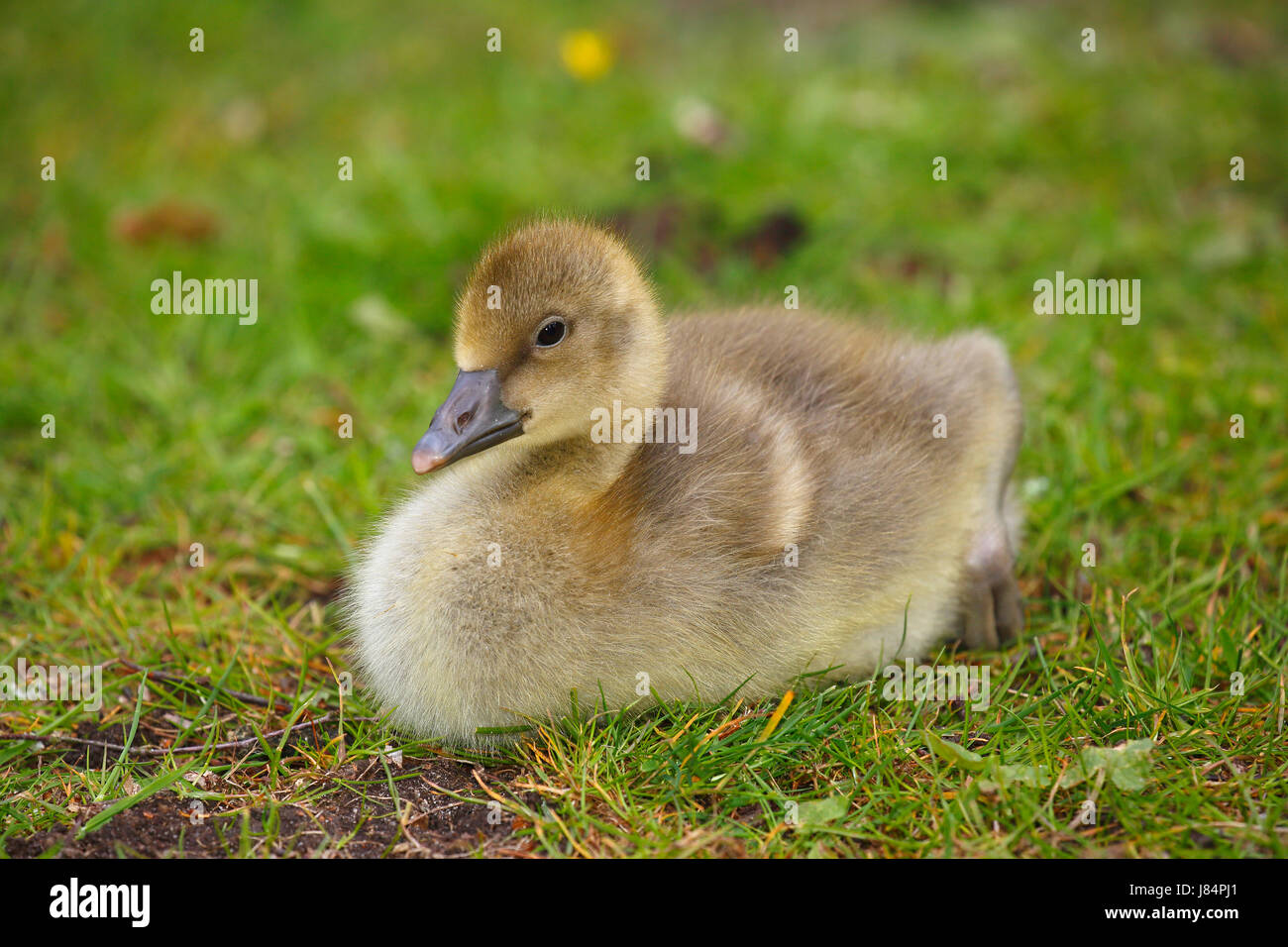 Graylag goose (Anser anser), chick seduta nel prato, Schleswig-Holstein, Germania Foto Stock
