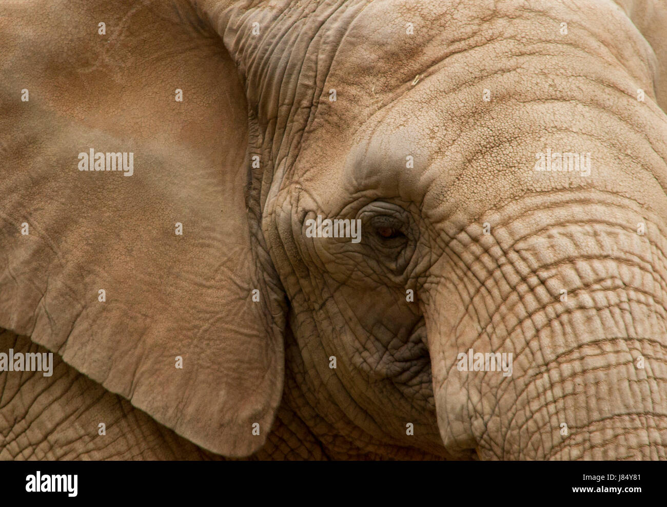Africa pelle di elefante rughe mammifero elefante in Africa kenya occhio organo sud della pelle Foto Stock