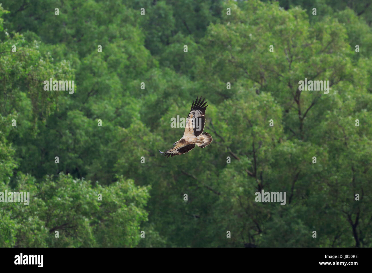 Brahminy kite capretti (Haliastur indus) nel mondo la più grande foresta di mangrovie Sundarbans, famosa per il Royal tigre del Bengala e il Patrimonio Mondiale UNESCO Foto Stock