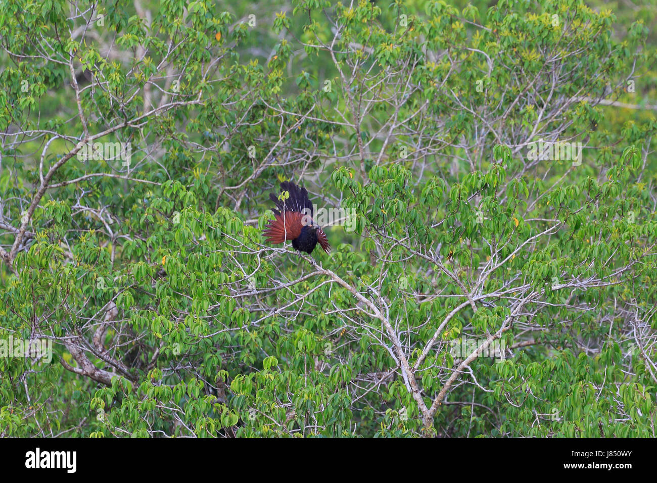 Maggiore coucal (Centropus sinensis) nel mondo la più grande foresta di mangrovie Sundarbans, famosa per il Royal tigre del Bengala e Patrimonio mondiale dell UNESCO Foto Stock