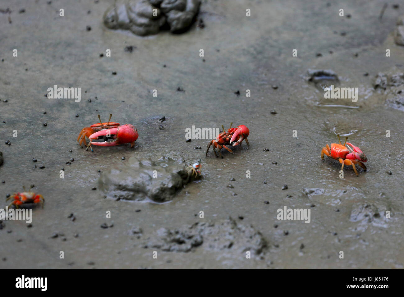 Granchio rosso in Sundarbans, un sito Patrimonio Mondiale dell'UNESCO e un santuario della fauna selvatica in Bangladesh Foto Stock