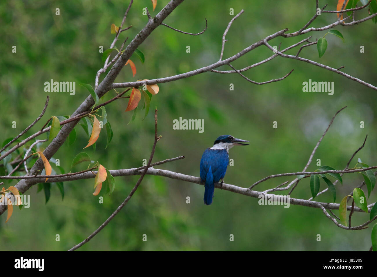 Collare (kingfisher Todiramphus chloris) nel mondo la più grande foresta di mangrovie Sundarbans, famosa per il Royal tigre del Bengala e il Patrimonio Mondiale UNESCO Foto Stock