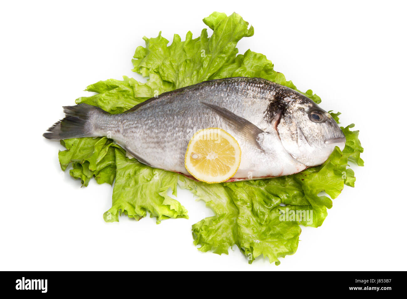 Il cibo del ristorante aliment isolato closeup animale mediterraneo di acqua salata Foto Stock