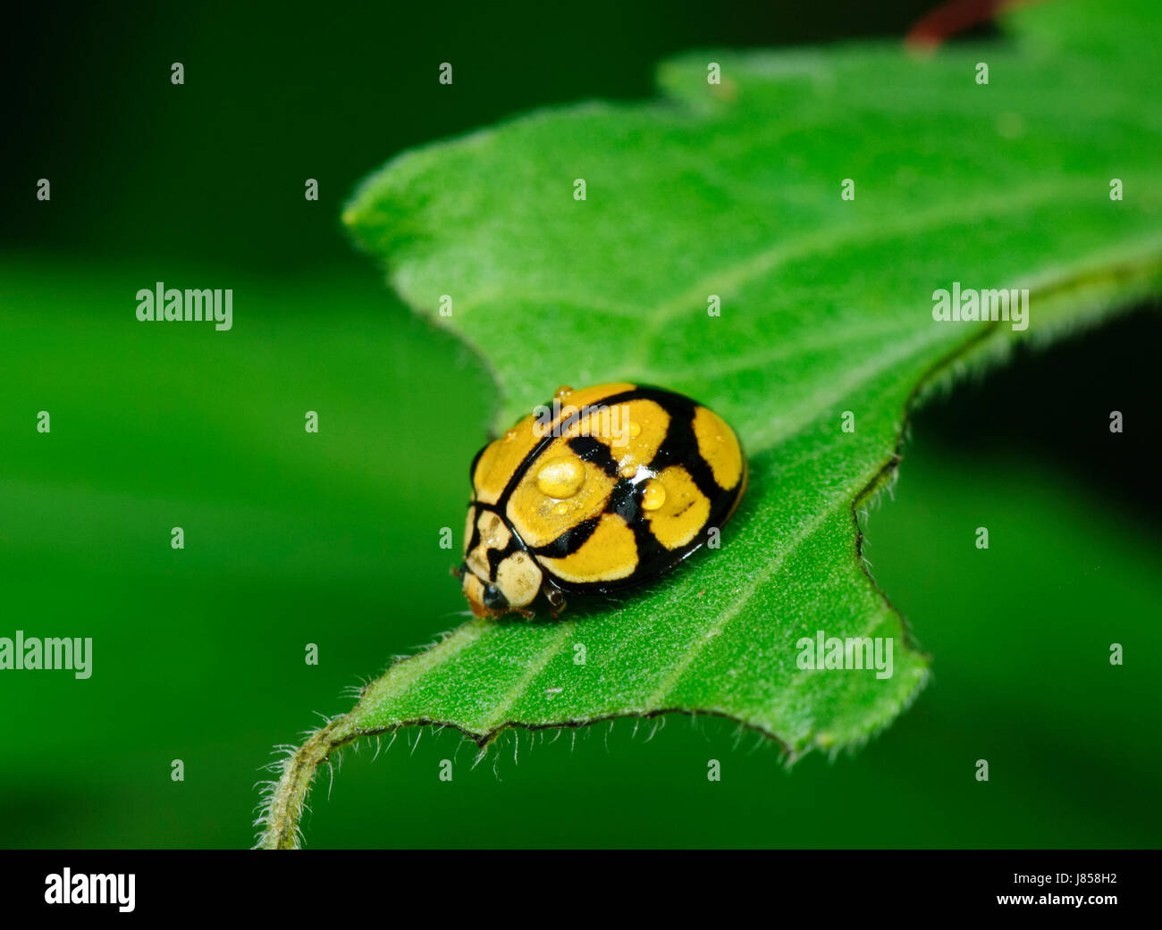 Netty Coccinella o Ladybug (Harmonia "testudinaria) con dewdrops, Nuovo Galles del Sud, NSW, Australia Foto Stock