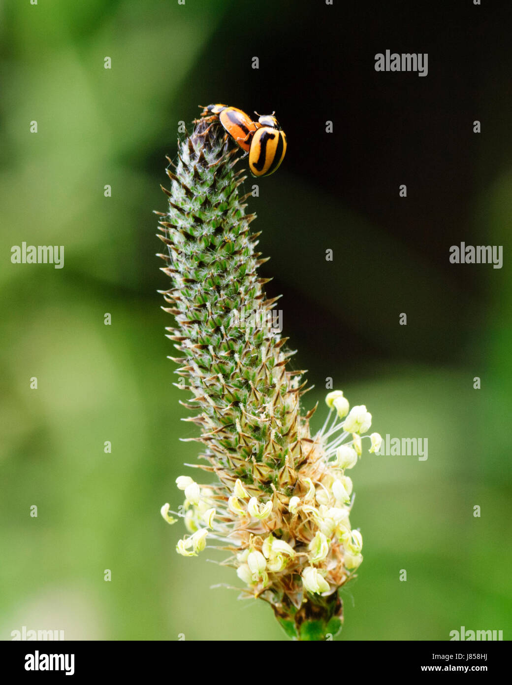 Striped Coccinelle coleotteri (Micraspis frenata) o Ladybugs coniugata sulla parte superiore di un flowerhead, Kiama, Nuovo Galles del Sud, Australia Foto Stock