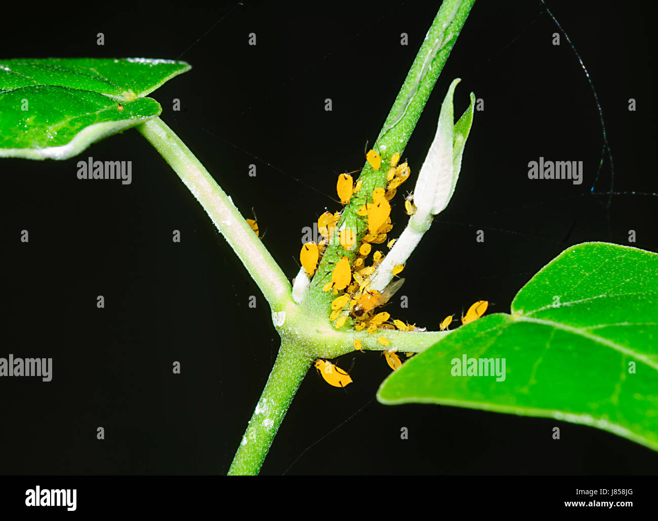 Milkweed afidi (Aphis nerii) sono un giardino di Pest, Nuovo Galles del Sud, NSW, Australia Foto Stock