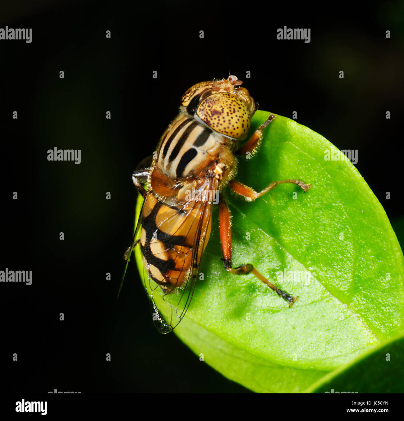 Nativo di fuco Fly (Eristalinus punctulatus), Nuovo Galles del Sud, NSW, Australia Foto Stock