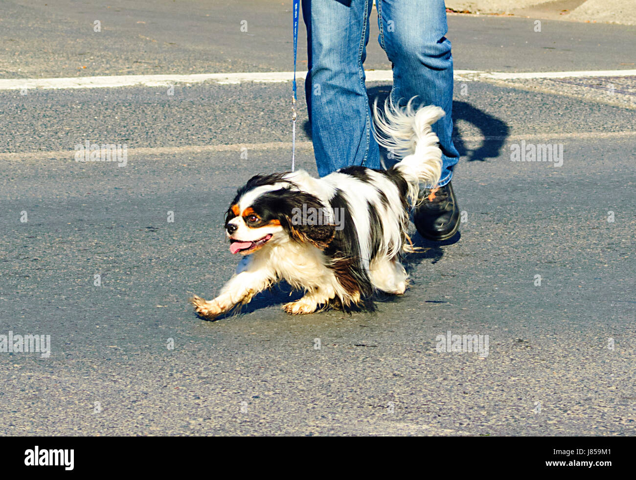 King Charles Spaniel a piedi in strada al guinzaglio, Australia Foto Stock
