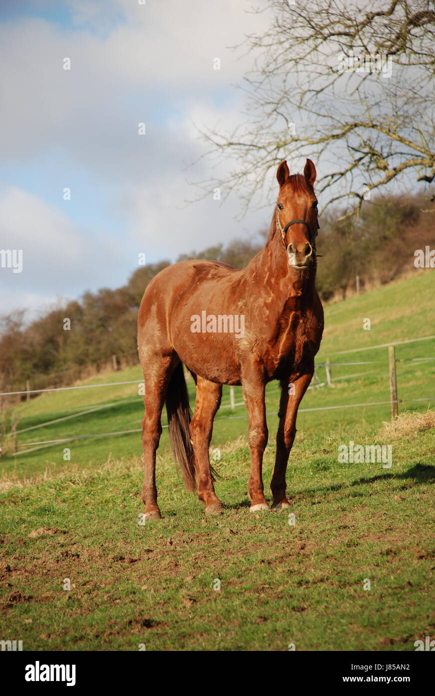 Sport Sport giri a cavallo ritratto fox renano equitazione sport sport cavallo Foto Stock