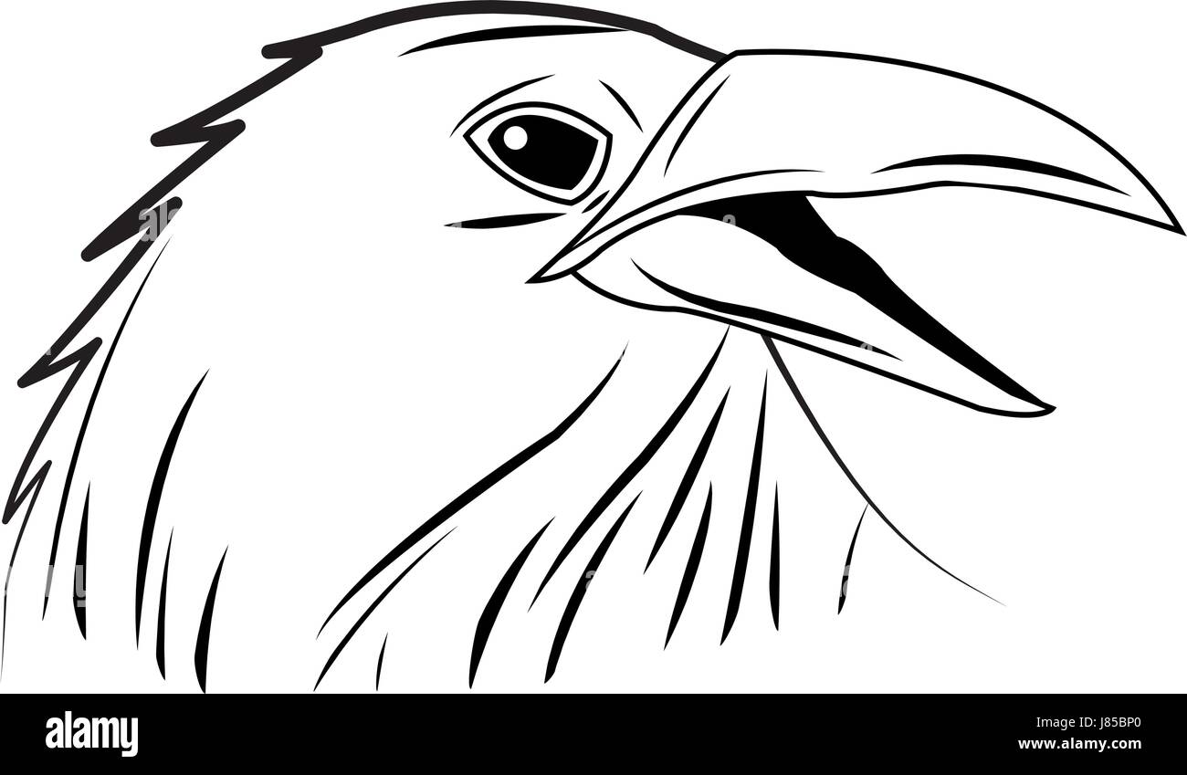 Crow, raven o corvus bird Illustrazione Vettoriale