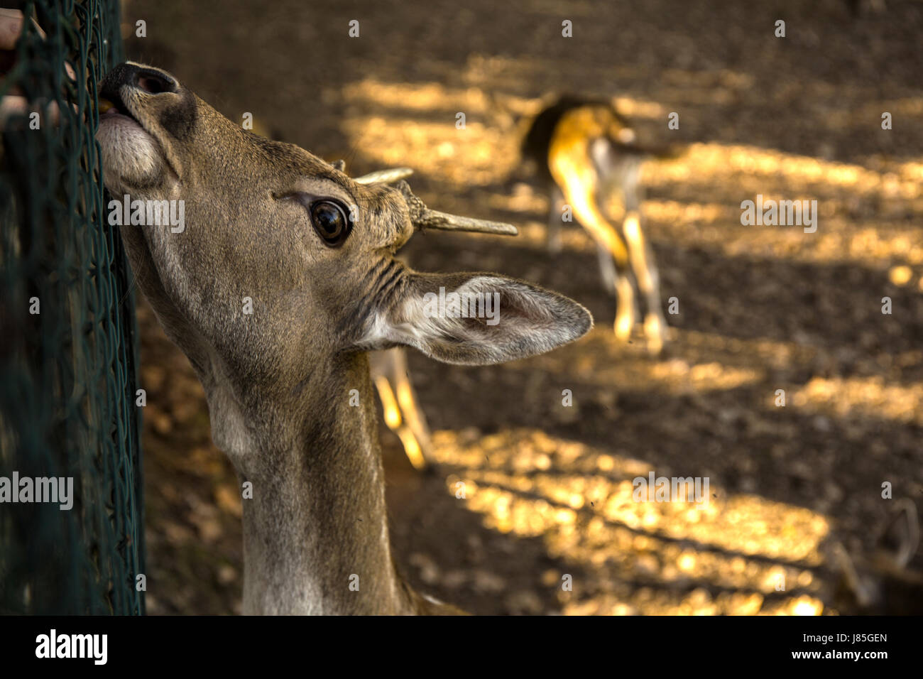 Feed giovane cervo nella foresta con nocciole. Foto Stock