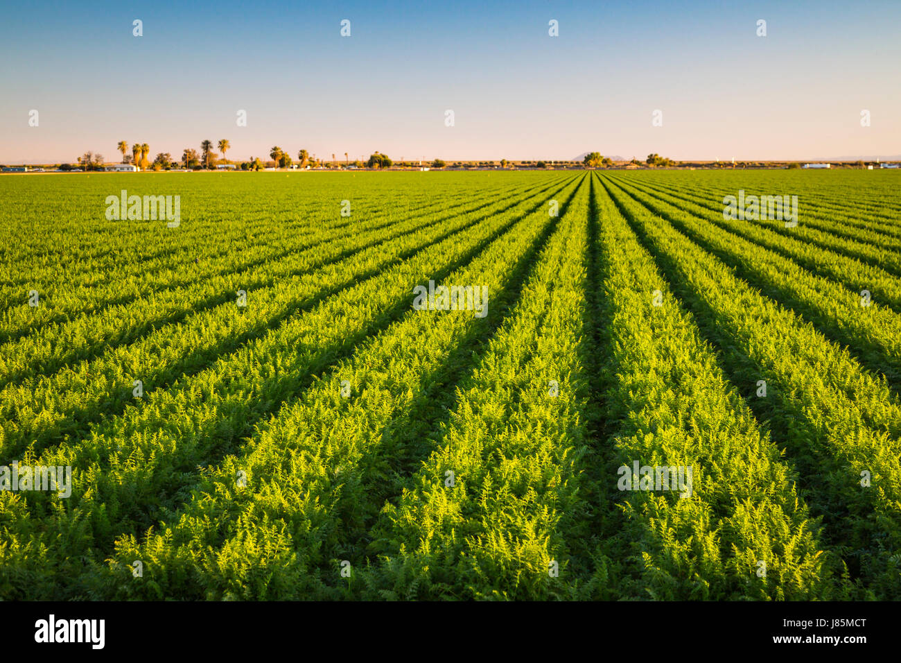 Un campo verde del raccolto di fila nella Imperial Valley della California, Stati Uniti d'America. Foto Stock