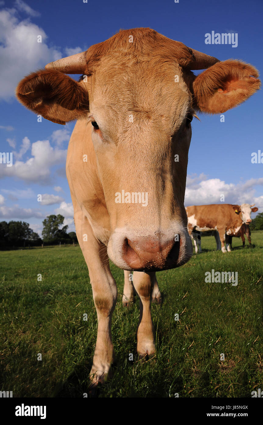Avvisatore acustico marrone latte di vacca cornette quinsy milker agricoltura agricoltura ritratto avvisatore acustico Foto Stock
