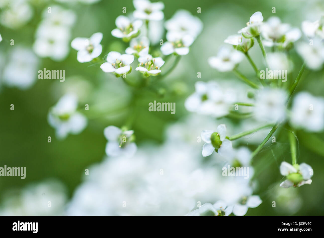 White piccoli fiori Foto Stock