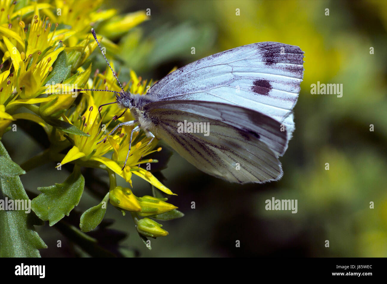 Macro Close-up di ammissione macro vista ravvicinata di insetto pianta fiori insetti Foto Stock