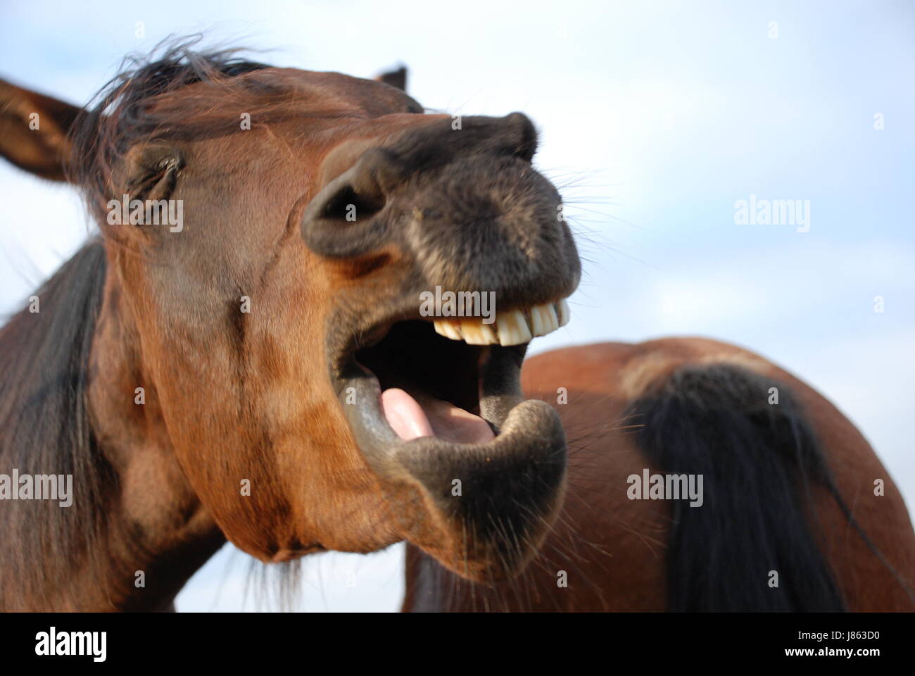 Punto Di Vista Del Cavallo Prospettiva Frog Grimace Divertente Corsa Di Cavalli Prospettiva Faccia Foto Stock Alamy