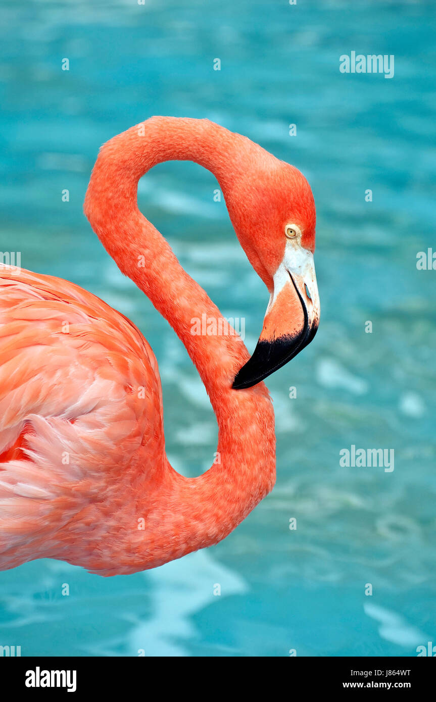 Animale selvaggio di uccelli selvatici tropicali dei Caraibi fenicottero rosa vicino dettaglio animale Foto Stock