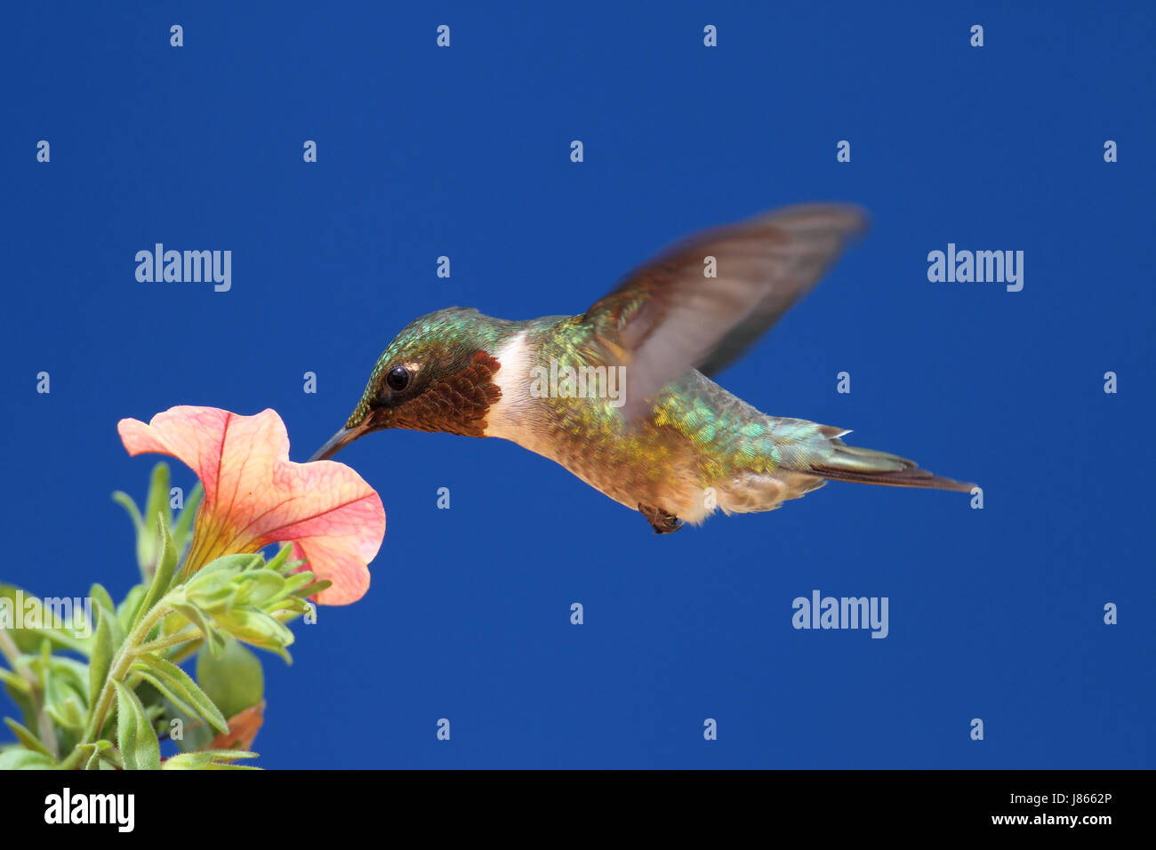 Piante e fiori uccelli selvatici selvatici hummingbird natura uccelli animali della fauna selvatica maschio Foto Stock