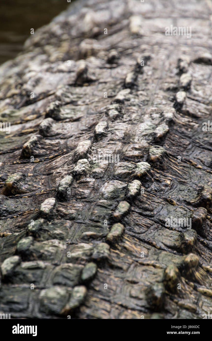 Guscio posteriore del coccodrillo selvatico croc gusci duri Foto Stock