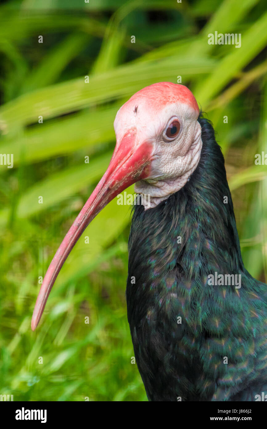 Uccelli esotici con lungo becco rosso e piume scure Foto Stock